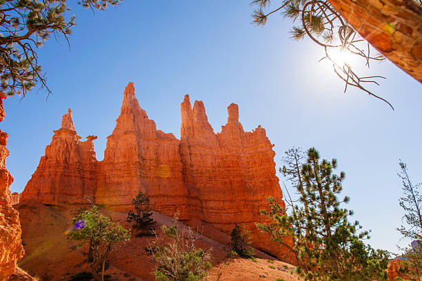This stunning photograph captures the grandeur of Bryce Canyon National Park in Utah. The image showcases a cluster of towering hoodoos, the park's signature rock formations, bathed in warm sunlight. The vibrant orange and red hues of the hoodoos contrast beautifully with the clear blue sky. Framing the scene are lush green pine trees, adding depth and a touch of nature's tranquility. The composition emphasizes the scale and majesty of the landscape, inviting viewers to experience the unique beauty of Bryce Canyon.