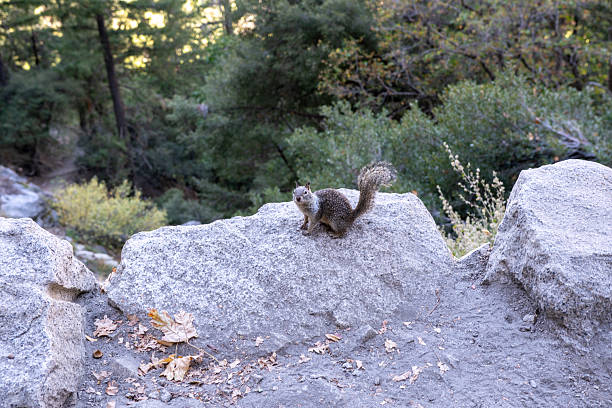 This image captures a California ground squirrel ( *Otospermophilus beecheyi*) in its natural habitat. The squirrel is positioned on a large, gray rock formation, likely part of a retaining wall or natural rock feature. The surrounding environment suggests a mountainous or hilly region with abundant vegetation. The lighting indicates either early morning or late afternoon, casting soft shadows and highlighting the squirrel's fur. The photo's composition emphasizes the squirrel as the primary subject, with the blurred background providing context without distraction. Given the folder names 'NikonD', 'Travel', and 'USA', the location is likely somewhere in the United States, possibly a national park or protected area known for its ground squirrel populations. Yosemite National Park or similar Californian locations are strong possibilities.