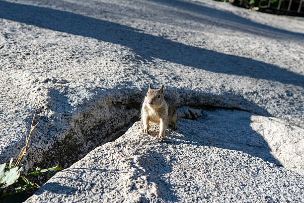 This image captures a California ground squirrel, a common sight in the western United States, perched on a concrete retaining wall. The squirrel's fur exhibits a mottled pattern of gray, brown, and tan, providing excellent camouflage against the concrete. Its alert posture and focused gaze convey a sense of vigilance. The photograph's shallow depth of field emphasizes the squirrel while blurring the background, creating a visually appealing composition. The location, given the folder names, is likely in the USA, possibly a park or natural area.