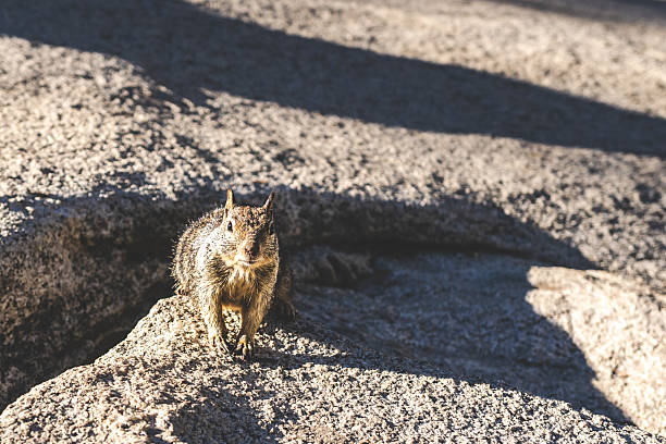 This image captures a moment of interaction with a California ground squirrel, showcasing its characteristic alertness and adaptability. The squirrel's posture and gaze create a sense of engagement with the viewer. The natural lighting highlights the texture of the squirrel's fur and the ruggedness of the rocky terrain. The photograph is likely taken in a natural environment, possibly a national park or protected area in California.
