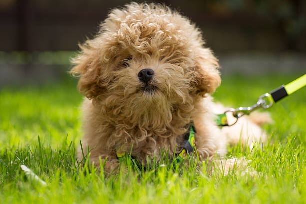 istock A small Maltipoo lies calmly on a leash in the park 2249019509