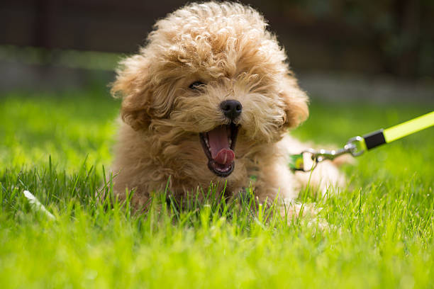 istock Fluffy Maltipoo puppy on a leash lying on the grass 2249019568