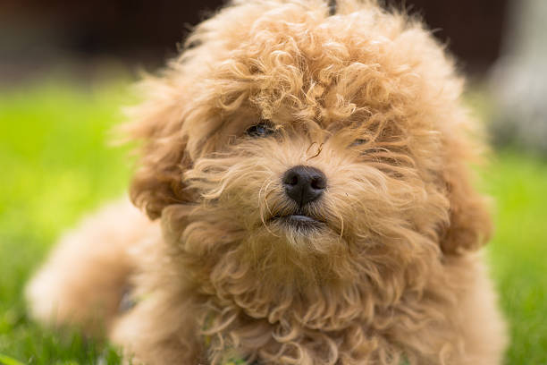 istock A white puppy with curly hair resting on the grass 2249019621