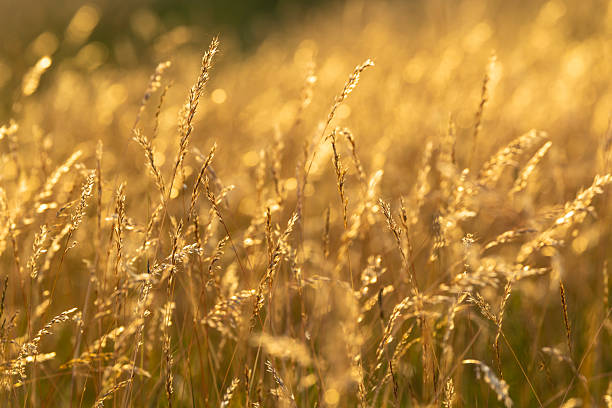 istock Golden grass field shimmering in warm sunset light 2249020230