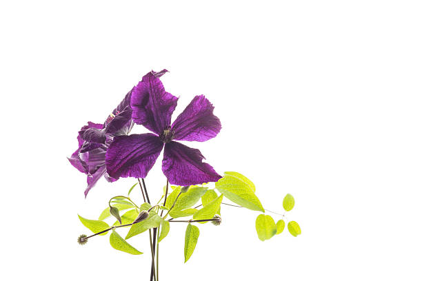 istock Delicate petals of clematis isolated on white background 2249023479