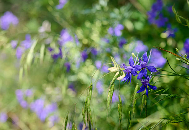 Blue flowers Consolida regalis or wild Delphinium in summer field. Beautiful flower background of nature.