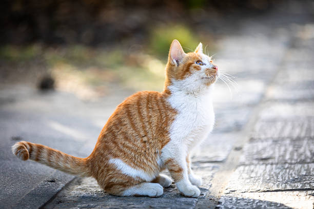 Kittens in Shanghai Pudong Riverside Forest Park