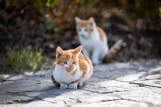 istock Kittens in Shanghai Pudong Riverside Forest Park 2249025481
