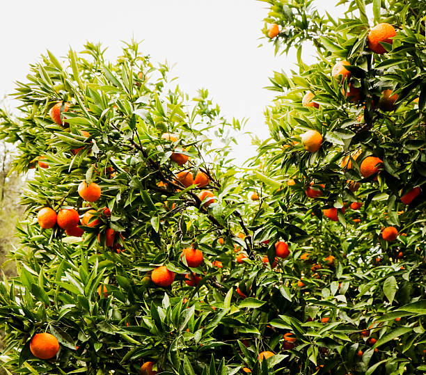 orange tree with a lot of ripe fruit