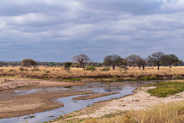 Beautiful landscape with waterhole,herd of buffalos, impalas and some zebras.