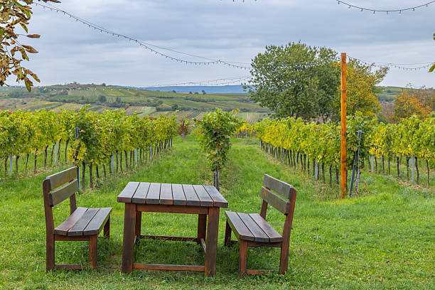 Wooden table and benches standing amidst green grapevines under cloudy sky