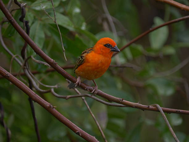 istock Vibrant red bird perching in the nature of Mauritius 2249029009