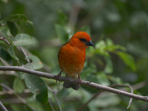 istock Vibrant red bird perching in the nature of Mauritius 2249029012