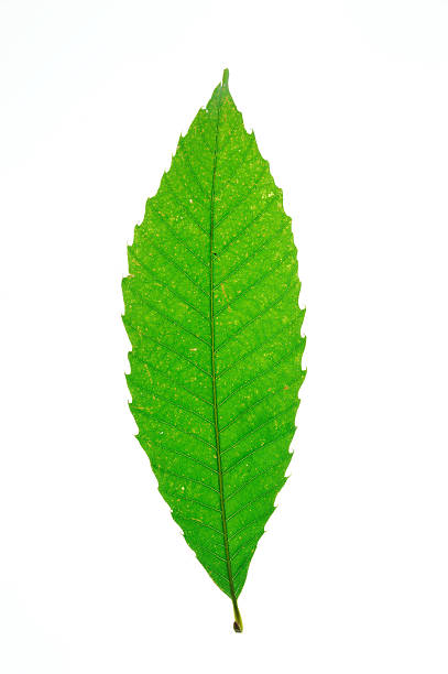 istock green leaves with leaf vein texture isolated on white background 2249032474