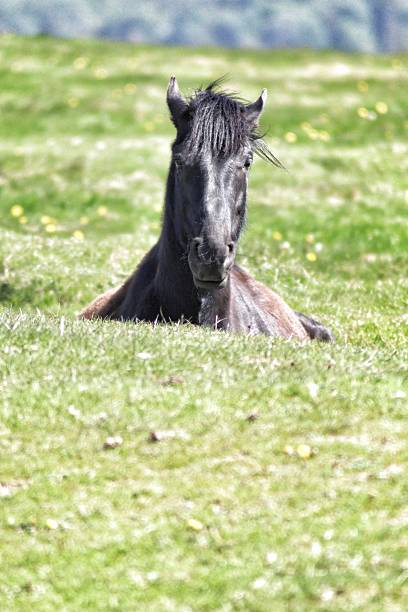 istock Photos of horses 2249032919