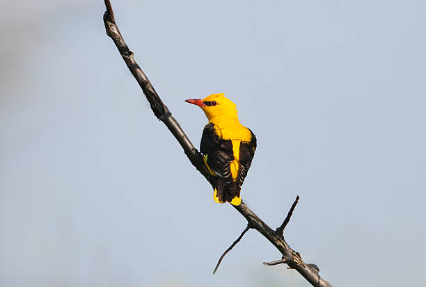 istock Eurasian golden oriole (Oriolus oriolus) 2249034431