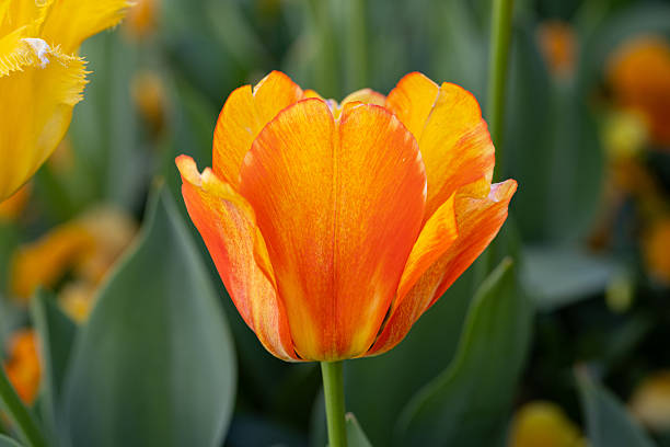 istock Variegated orange and yellow tulip 2249034784