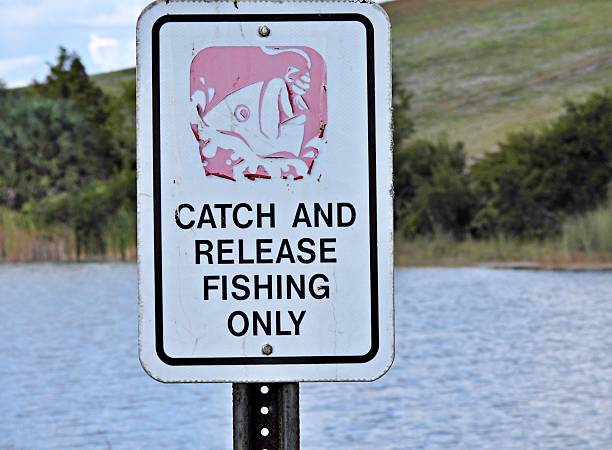 Plastic fish on a hook in a fishing game