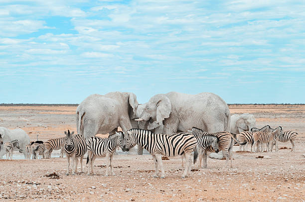 Lion family lying in the yellow grass with herd of zebras in yellow grass - Etosha National Park, Namibia