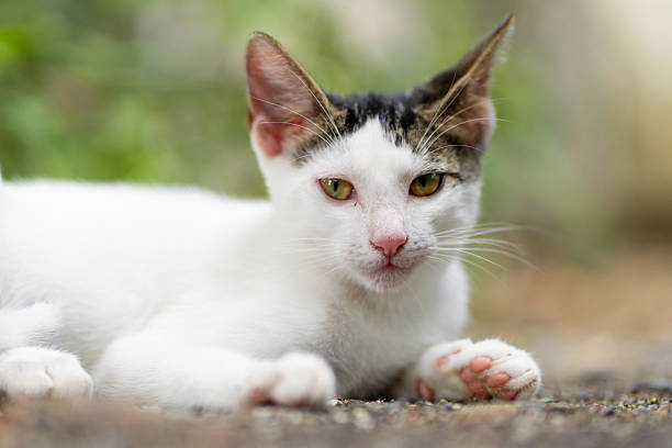 Domestic cat resting on a gravel path, looking directly at camera