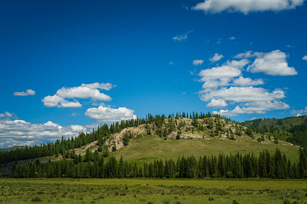 Low rocky hill in the Altai region is covered with sparse conifer trees and surrounded by a flat green meadow, under a vast blue sky with scattered white clouds. Great for travel, wilderness, eco-tourism and freedom concepts, featuring strong horizontal composition and generous copy space in the sky.