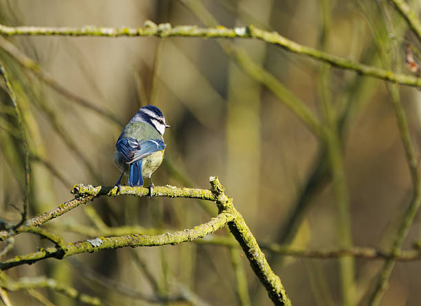 istock Blue tit on a thin branch from the side, branches in the background,  against a green background, blue tit looking to the right, green background, cute Cyanistes caeruleus 2249039558