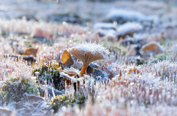 Frost-covered mushroom in a cold morning landscape