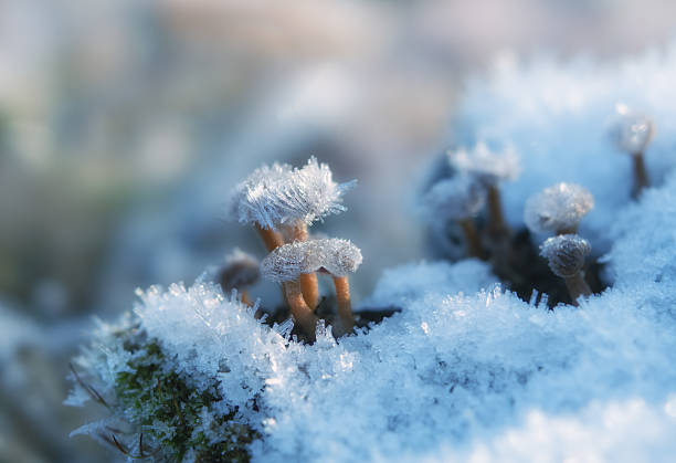 Forest mushrooms surrounded by snow and decorated with icy needles