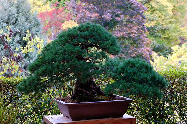 istock Elegant bonsai tree displayed in a serene garden setting during autumn 2249041830