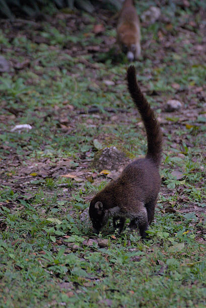 istock Coatis wandering freely beneath lush forest canopy 2249042279