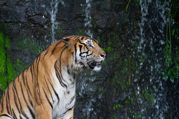 istock Close up tiger sitdown in front of the waterfall 2249044261