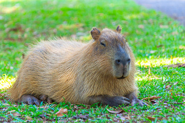 istock Capybara resting in its natural habitat 2249044287