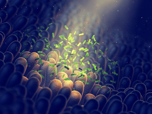 istock Gut flora health 2249044484