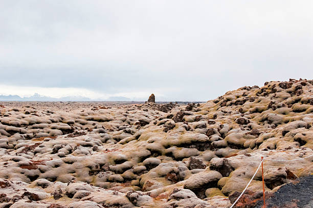 A lava field in Iceland is covered with thick green moss, creating a rugged and textured volcanic landscape.