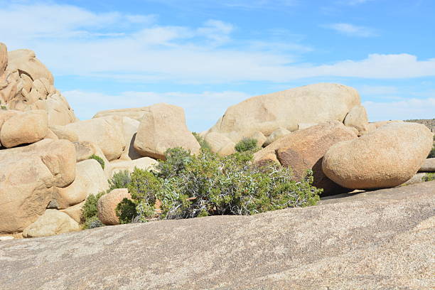 Massive boulders of varying shapes and sizes surround lush greenery in Joshua Tree National Park. The scene captures a serene moment under the clear blue sky, highlighting nature's beauty.