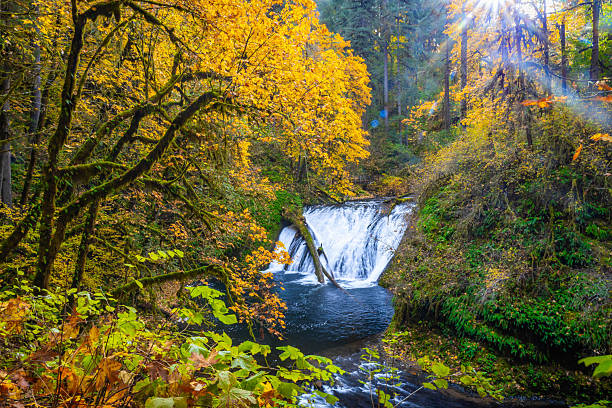istock Scenic Lower North Falls and Pool in Fall at Silver Falls State Park, Oregon 2249046368