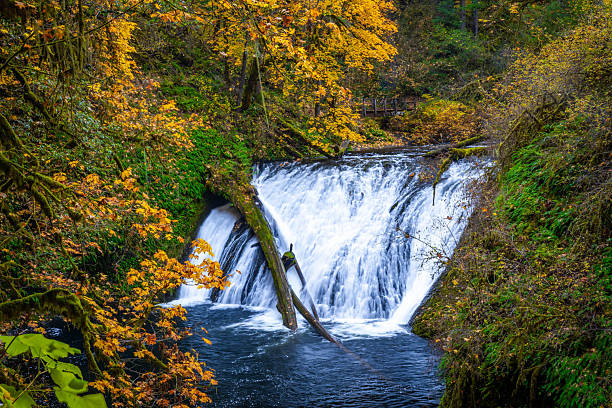 istock Scenic Lower North Falls and Pool in Fall at Silver Falls State Park, Oregon 2249046386