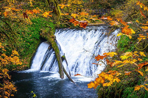istock Scenic Lower North Falls and Pool in Fall at Silver Falls State Park, Oregon 2249046404