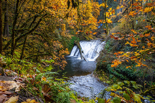 istock Scenic Lower North Falls and Pool in Fall at Silver Falls State Park, Oregon 2249046405