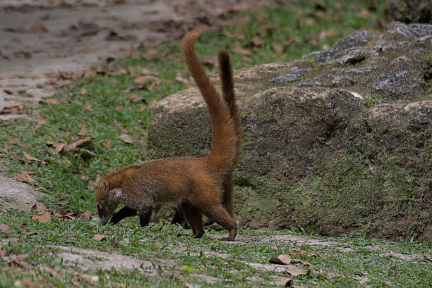istock Free coatis immersed in thick Guatemalan jungle 2249046499