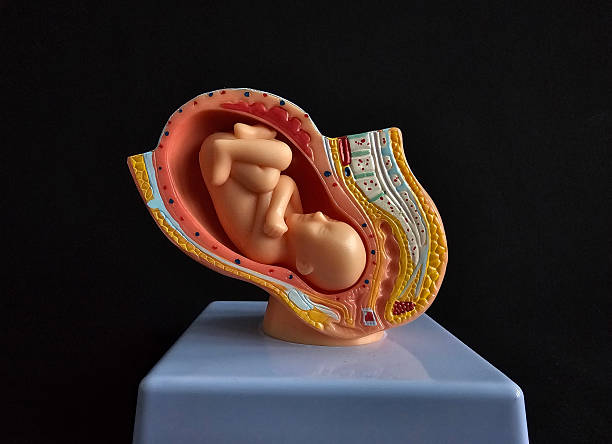 Educational model showcasing fetal development within the womb for anatomy learning purposes