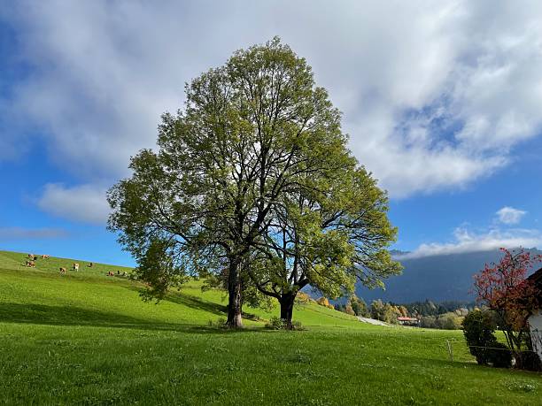 Two big oak trees are growing on a field in Steibis in Oberstaufen. Some cows are grazing on the meadow in the background. It's a sunny fall day in the Allgäu alps.