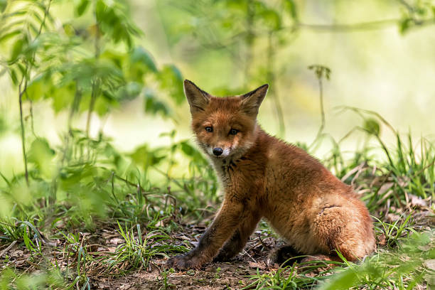 istock A small cute red fox cub sits in the forest on a spring day 2249051120