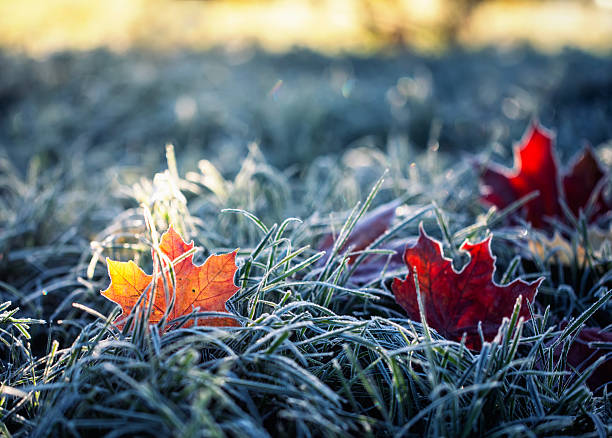 istock Artistic autumn landscape with maple leaves lying on the grass covered with blue shiny crystals of hoarfrost on a frosty morning in the park 2249051258