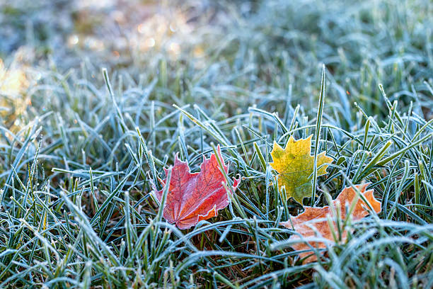 istock autumn landscape with maple leaves lying on the grass covered with blue shiny crystals of hoarfrost on a frosty morning in the park 2249051306