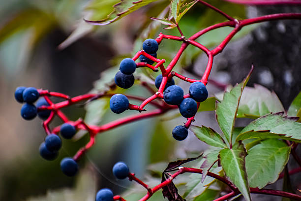 Virginia creeper branch with black berries close-up on a blurred background. Deciduous fast-growing climbing vine.