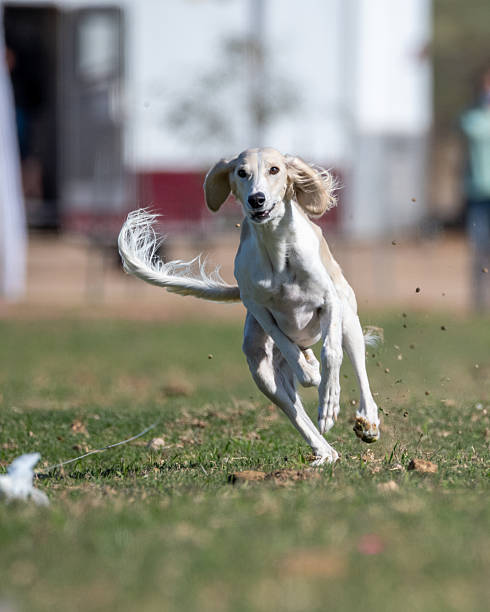 istock Saluki dog during a lure event in the grass 2249054315