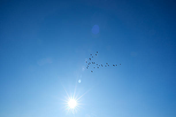 istock Group of migrating birds flying in a v-formation, silhouetted against a clear blue sky, demonstrating freedom, teamwork, and the natural cycle of migration under a bright sun 2249054509