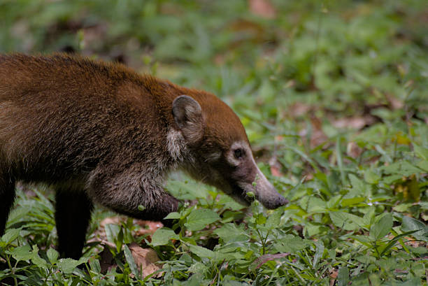 Young Nasua on a branch on a wooden background in the zoo