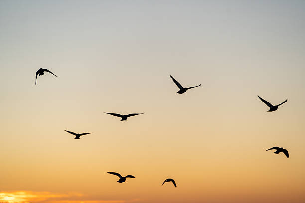 istock peaceful morning scene, bright sky meets silent ocean, early light illuminates peaceful seaside view, dawn reveals tranquil shoreline with soaring birds and gentle coastal breezes 2249057411